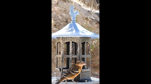 Black-headed Grosbeak🐦Gazebo Seed Munch