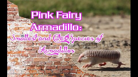 Pink Fairy Armadillo: Smallest and Cutest Species of Armadillos