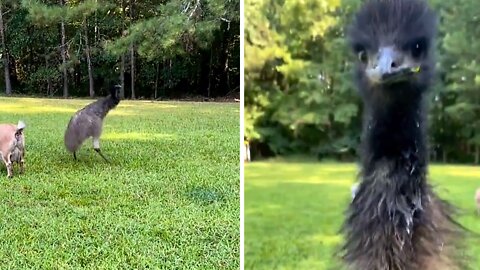 Frisky Emu Has The Goofiest Personality On The Farm