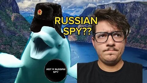 This Beluga Whale is a Russian SPY???