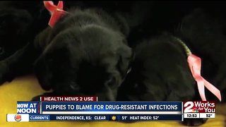 Puppies to blame for drug-resistant infections