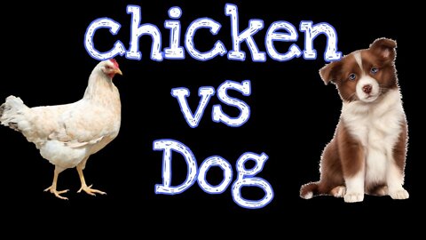 chicken VS dog playing
