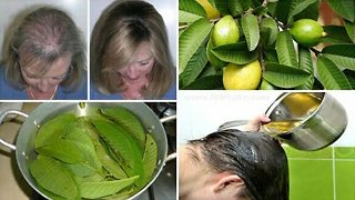 How To Use Guava Leaves To Stop Hair Loss