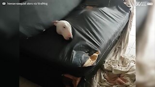 Cane distrugge un sofà per dormirci dentro