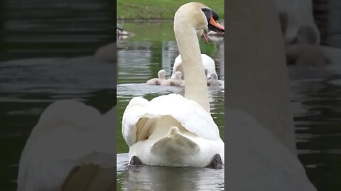 The Swan Babies Have Hatched! 🐦 Adorable Moments and Heartwarming Encounters-Short