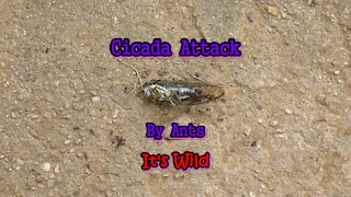 Cicada Attack By Ants