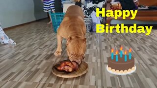 our farm dog's first birthday.