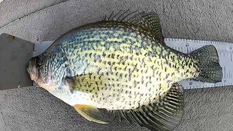 Catching FAT Fall Crappie on Lipless Crankbaits
