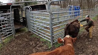 Hauling cattle & Thunder Ice?!?!