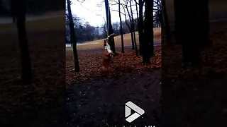 Dog goes for a swing