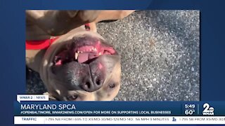 Zoe the dog is up for adoption at the Maryland SPCA