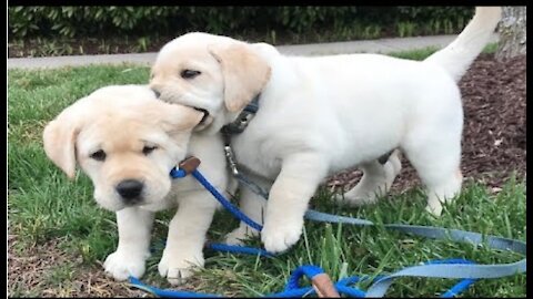 Funniest & Cutest Labrador Puppies - Funny Puppy Videos 2020