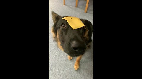 Cheese Slice Sends Pup Into Hilarious Freeze State