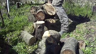 Cutting 3 tree trunks with a pruning gasoline chainsaw after filing (sharpening) the chain