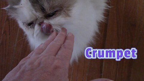 Meet Crumpet My Persian Cat! 😻