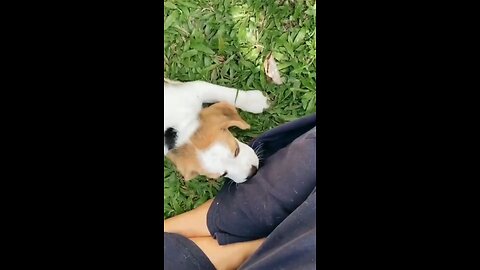 Funny Animal Videos Of The 2021 🤣 _ VIRAL _ Pets YTShortz_Full-HD