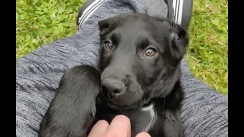 Le regard de ce chiot vous fera fondre