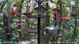 Mom feeding immature male rose breasted grosbeak at PA Bird Feeder 2 7/7/2023