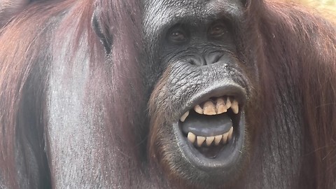 Orangutan flashes infamous toothy grin at zoo visitors