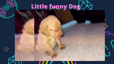 Little Funny Dog