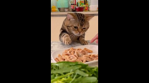 cat trying to eat