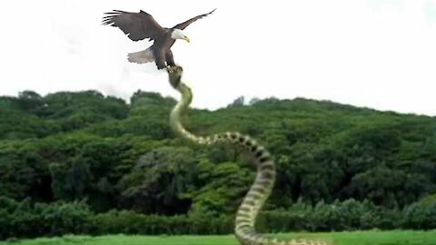 Best Eagle attack snakes 🥰 Amazing animal 2018! Eagle Catch Snake From Water 2021