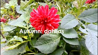 Autumn: dahlias