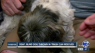 Denver couple comes to the rescue of abused dog found in trash can
