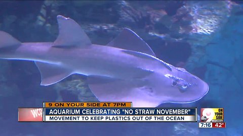 Newport Aquarium: November is the last straw