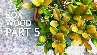 Boxwood Bonsai tree from Nursery Stock, 5