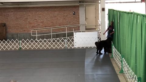 Newfoundland knocks owner out of ring during training