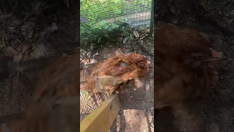 Dust bath for one ! #BackyardChickens ￼