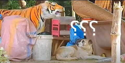 Troll Prank Dog Funny & fake Lion and Fake Tiger Prank To dog & Huge Box Prank to dog