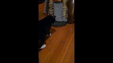 Cat Doesn't Trust New Toy