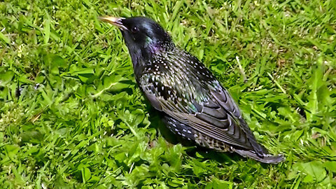 IECV NV #578 - 👀 European Starling Hopping In For Some Bread 🐤5-14-2018