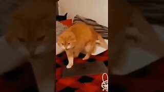 Wait, WHAT?! Did This Cat Just ‘Consummate’ Marriage… To a Pillow? (#123) | Funny Cat Videos #Shorts