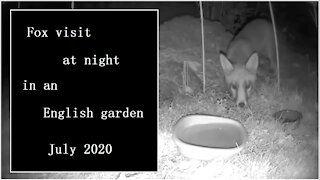Night time visit from a fox