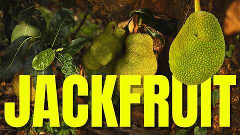 🌳 Explore the Wonders of Jackfruit Garden Like Never Before! | Village Vibes 🏡