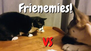 Cat and Dog Frienemies | Moustasha & Maple