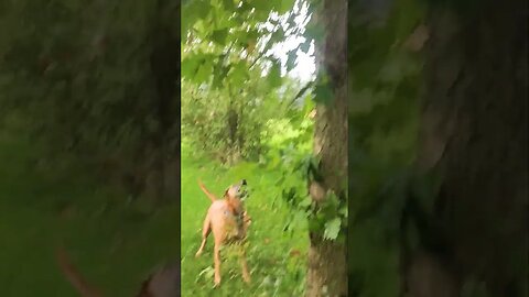 when doggos get frustrated about them squirrels #dog #outdoors #doggo #squirrel