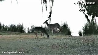 Deer Foraging At Dinnertime 🦌 01/02/23 17:22