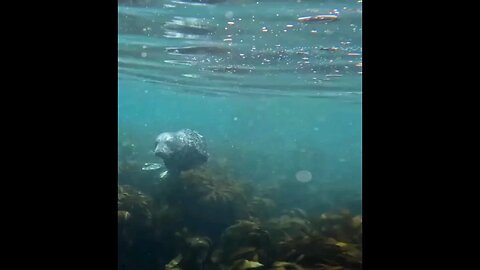 #seals #animals #wildlife #new #viral #sub #youtubeshorts #shorts #subscribe #shortsvideo #youtube