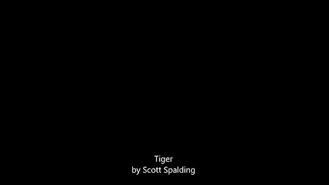 Tiger - Scott Spalding