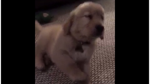 Exhausted puppy literally falls over to sleep