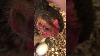 Cute bantam hen has baby chicks ❤️