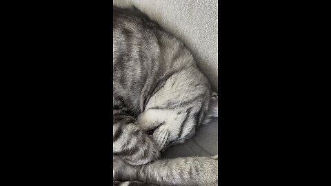 Sammy cat being a baby in his sleep