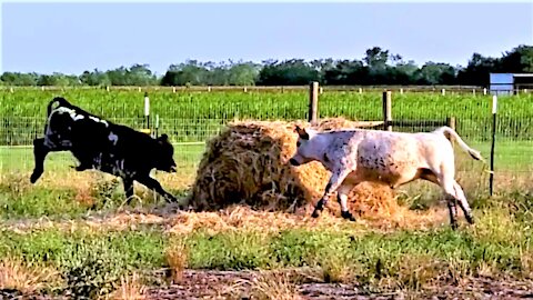 Rescued calves adorably chase each other like gigantic farm puppies
