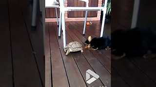 Tortoise v dog