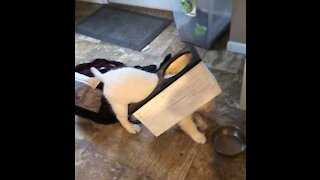 Un chiot si maladroit qu'il se fait piéger par une table!