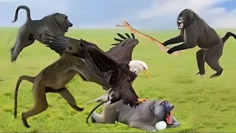 A good Eagle of prey captures a small monkey and is attacked